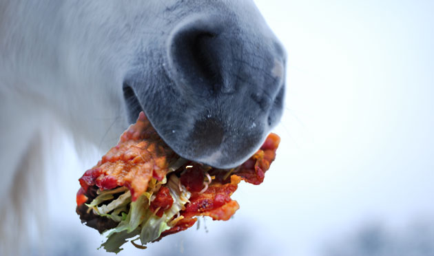 Ryan's pet unicorn hard at work fetching bacon tacos